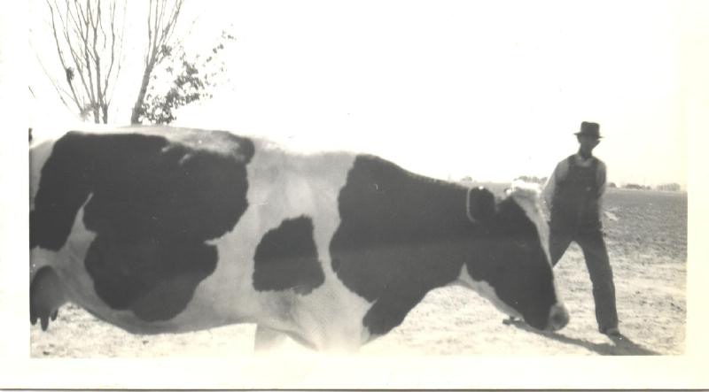 67-N Hans Andersen and Cows 2