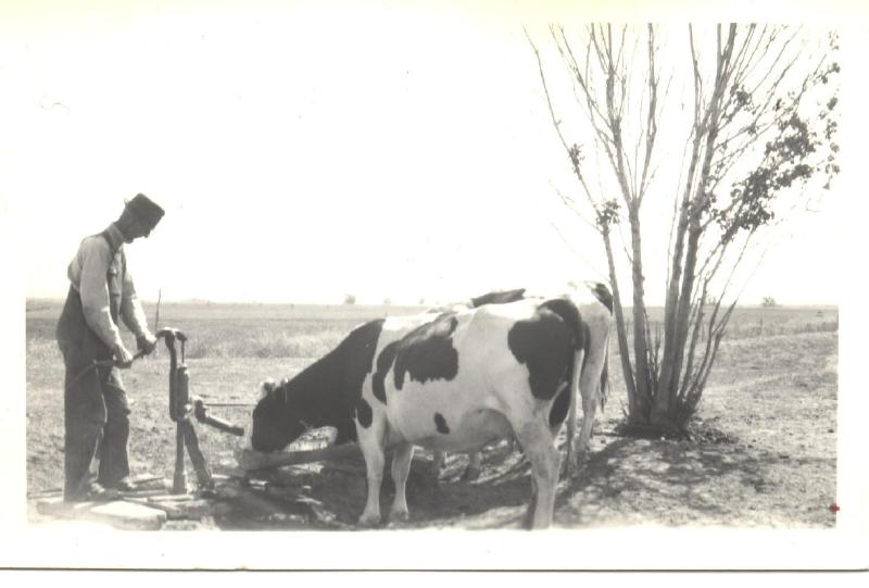 67-O Hans Andersen and Cows