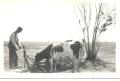 67-O Hans Andersen and Cows